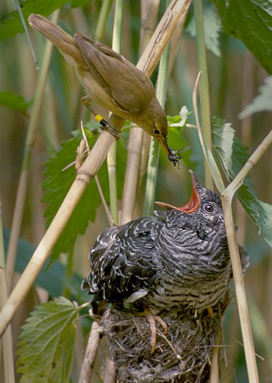 370_Reed_warbler_cuckoo.png