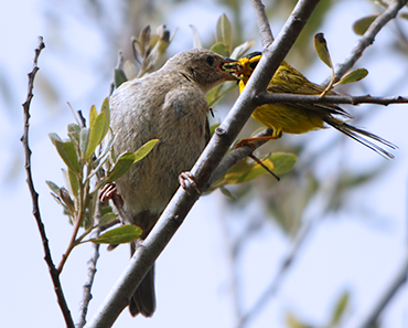 370_Wilson's_Warbler_feeding_Brown-headed_Cowbird.png