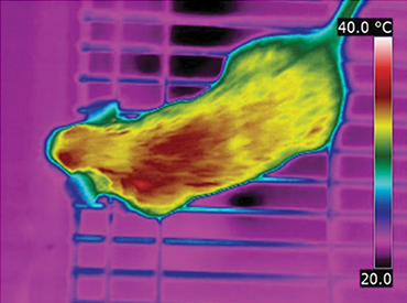 The largest amounts of brown fat in both people and rats are located near the shoulder blades. The heat the fat produces is shown here in red.370_brown_fat_shoulder_blades_rat.png