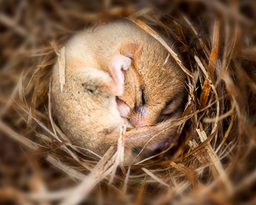 370_dormouse_hibernating.png