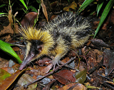 370_inline_streaked_tenrec_hibernation.png