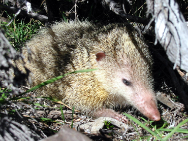 370_inline_tailess_tenrec_hibernation.png