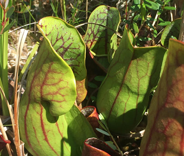 370_pitcher_plant_eats_salamander_pitcher_plant.png