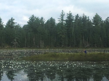 370_pitcher_plant_salamander_Algonquin_bog.png