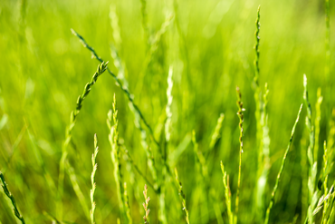 370_ryegrass.png