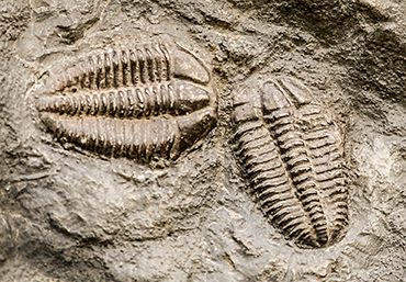 370_trilobite_fossils.png