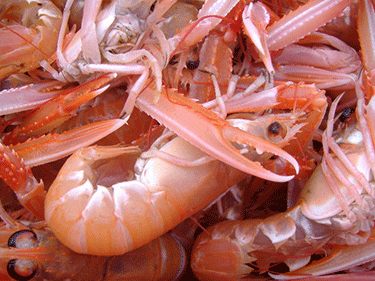 375-inline-Norway_Lobster_Scotland.gif