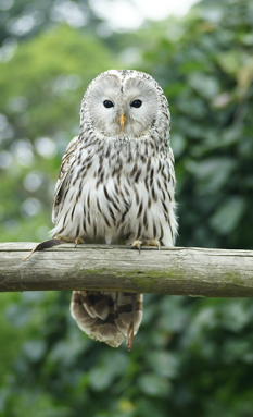 375_ISEF19_Ural_owl_Strix_uralensis.png