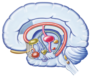 375_brain_hypothalamus.png