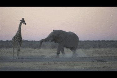 375_elephant_giraffe_encounter.gif
