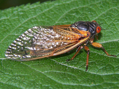 cicada resting on a leaf