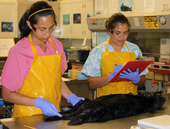 Researchers examine this sea otter for clues to what might have killed it. Sea otters and other marine mammals sometimes fall ill from germs washed downstream and into the ocean. Credit: Calif. Dept. of Fish and Wildlife