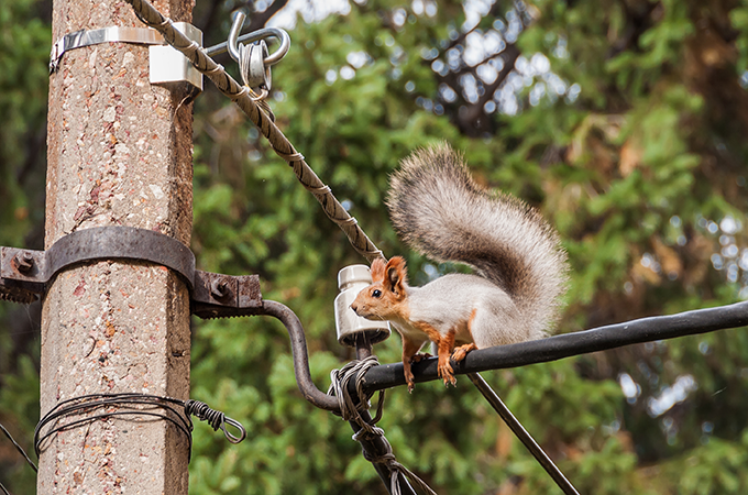 a squirrel sitting on a powerline