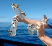 Barnacles usually live on floating pieces of wood, but now they’re often found living on plastic trash adrift at sea. Scientists are concerned that because the plastic is so abundant, the barnacle population might grow larger. Credit: © 2009 Scripps Institution of Oceanography, UCSD, J. Leichter