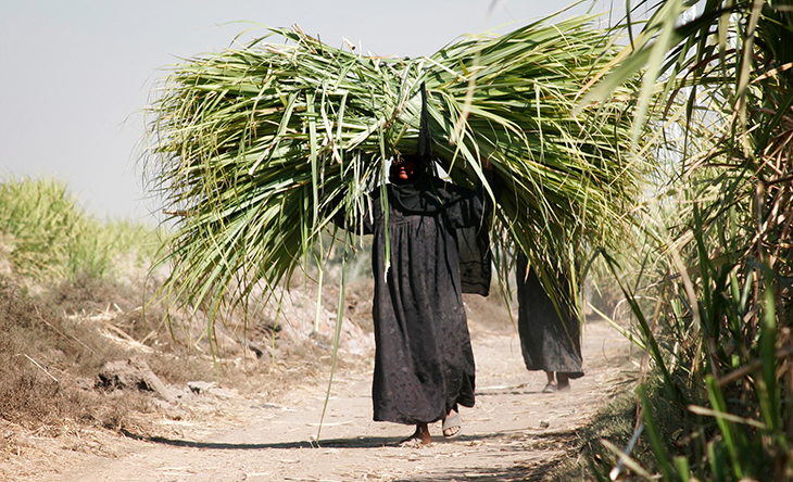 730_CCC10_egypt_crops.png