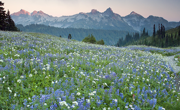 730_CCC8_Mt_Ranier_flowers.png