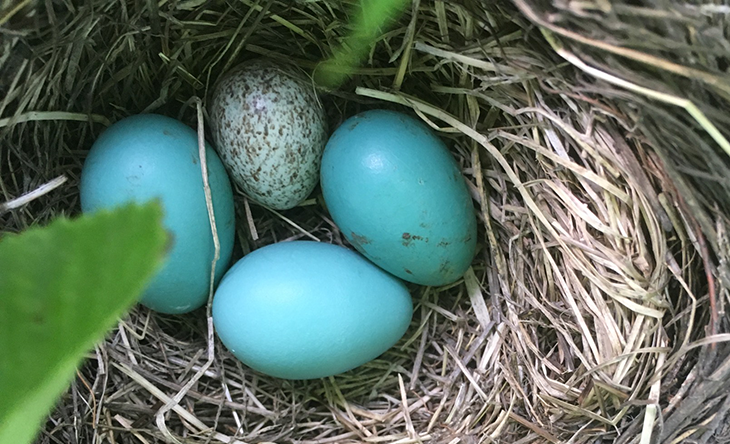 730_Cowbird-egg-in-robin-nest.png