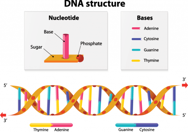 730_DNA_gene_explainer.png