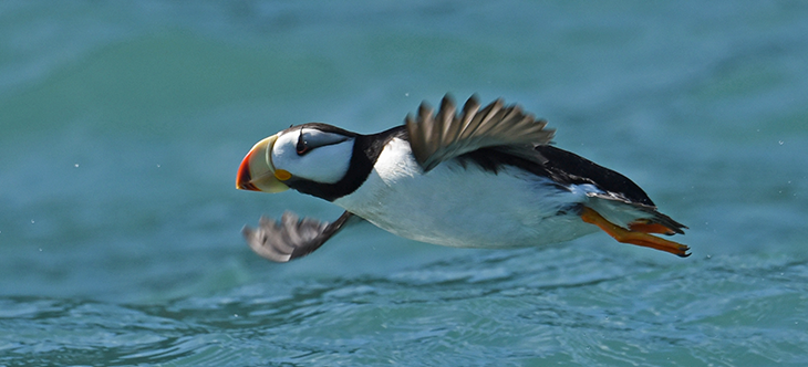 730_Flying_puffin_USGS.png
