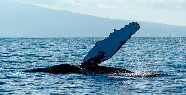 730_ISEF19_humpback_whale_fin.png