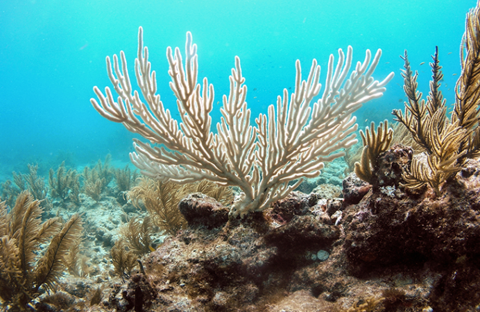 730_SS_zooxanthellae_bleached_coral.png