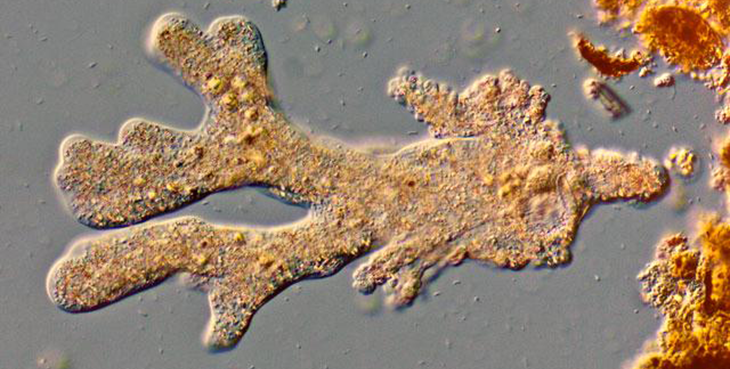 730_Siemensma-Chaos_amoeba.png