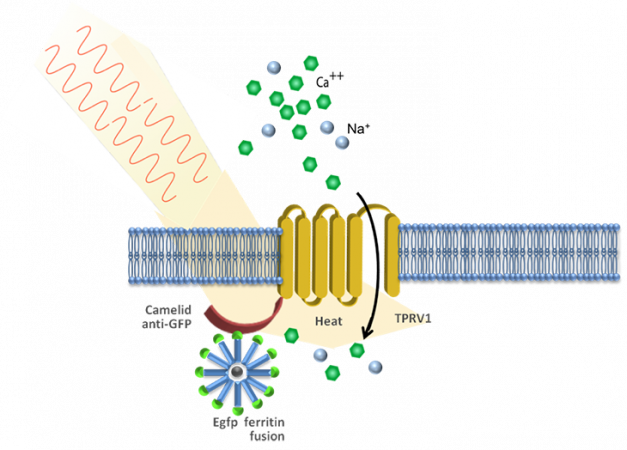 730_Stanley-diagram.png