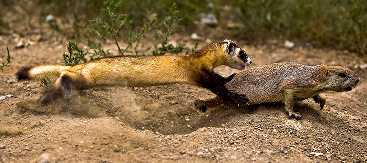 730_black_footed_ferret_pounce.png