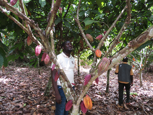 730_cacao_tree_pods.png