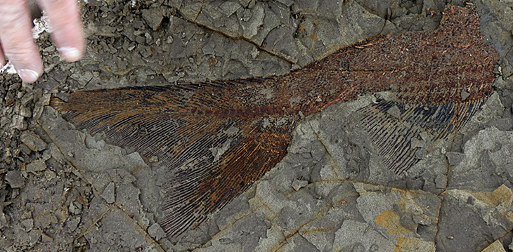 730_chicxulub_fishtail_fossil.png