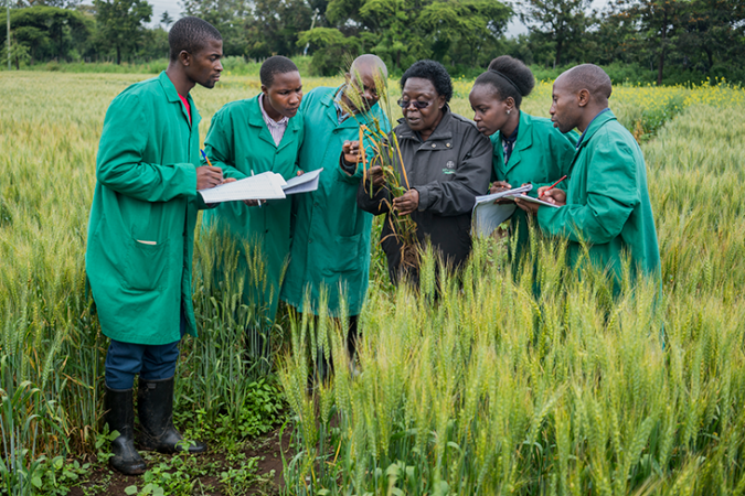 730_field_inspection_wheat_crop_diseases.png