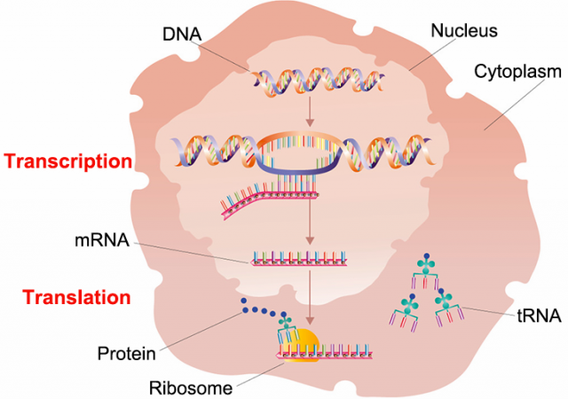 730_gene_expression_location_diagram.png