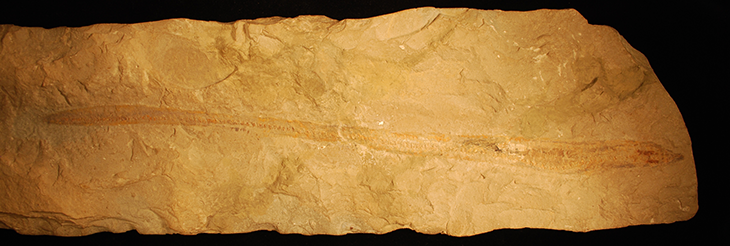 730_hagfish_fossil.png