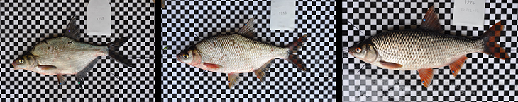 730_hybrid_bream.png