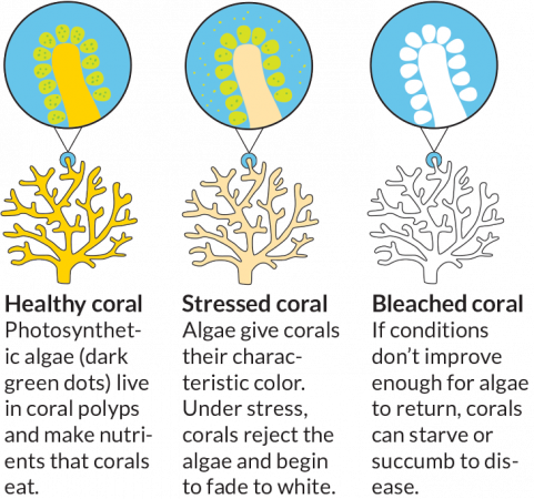 730_inline1_coral_diagram.png