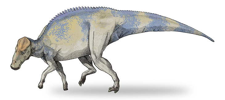 730_inline_Brachylophosaurus-v4.png