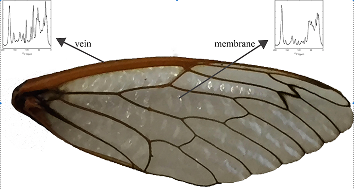 730_inline_Cicada_wing_NMR.png