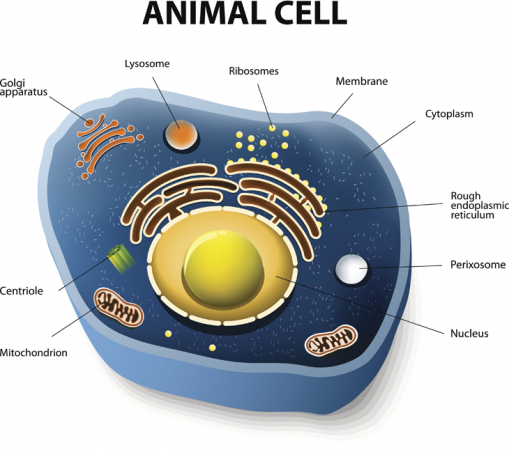 730_inline_animal_cell.png