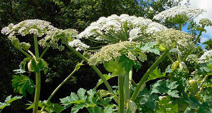 730_inline_hogweed_free.png