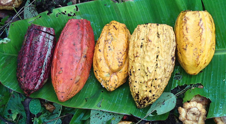 5 Stylish Ideas For Your cocoa beans