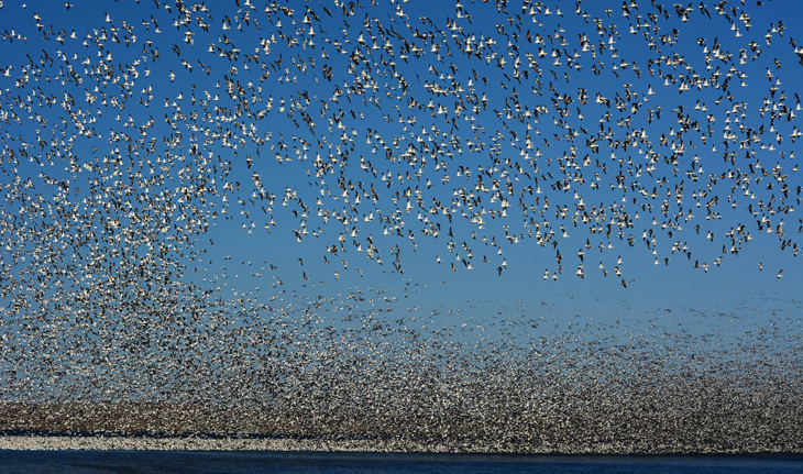 730_inline_snow_geese_usfws.png