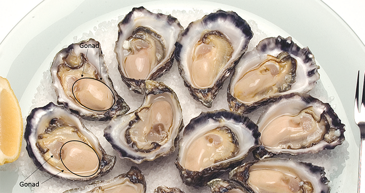 730_oysters_gonad.png