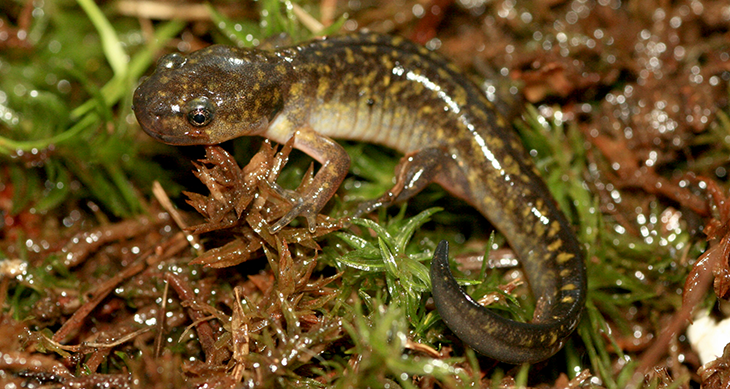 730_plants_eat_salamanders_baby_spotted_salamander.png