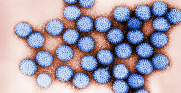 a digitally-colorized transmission electron microscopic image of rotavirus