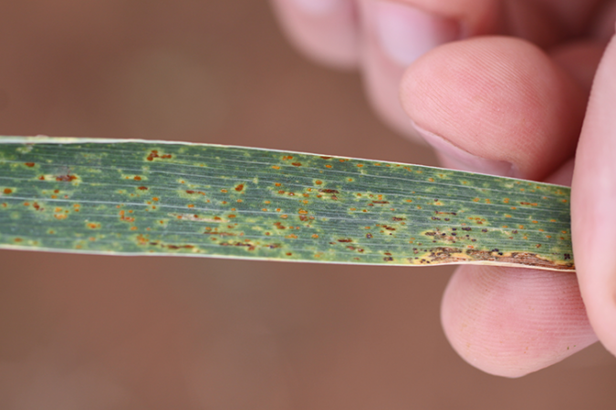 730_stem_rust_crop_diseases.png