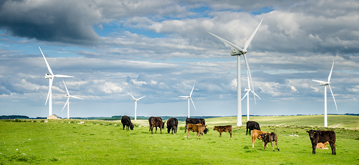 730_wind_turbines_cows.png