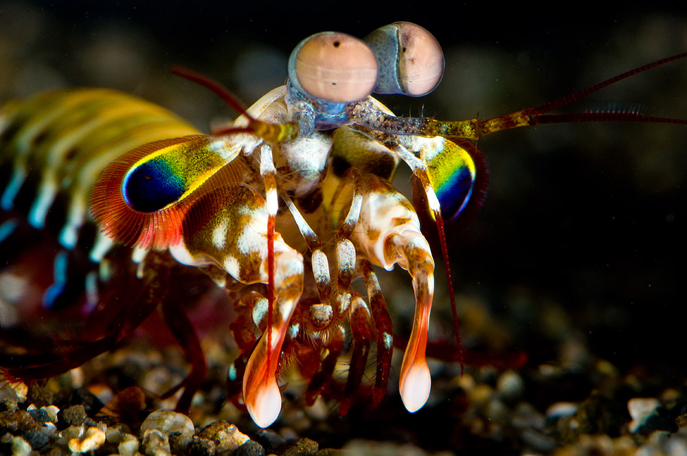 Punch mantis shrimp 14 Incredible