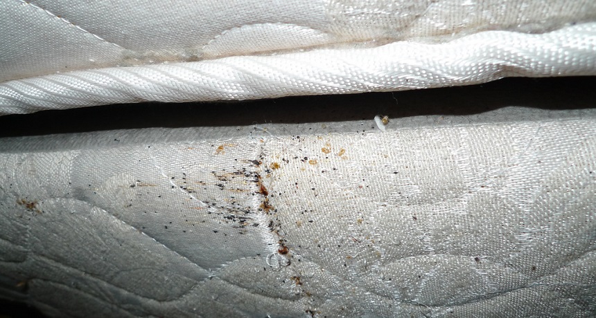 Ignore Signs Of Bed Bugs, Can Bed Bugs Bite Through Mattress