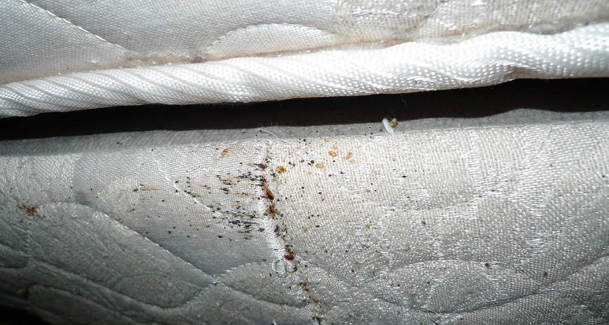 do you put bed bug powders on mattresses