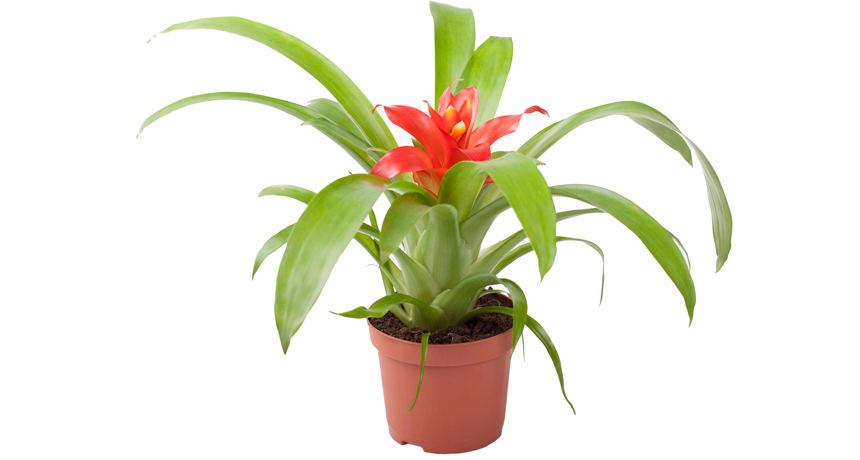 Indoor plants that absorb air pollutants